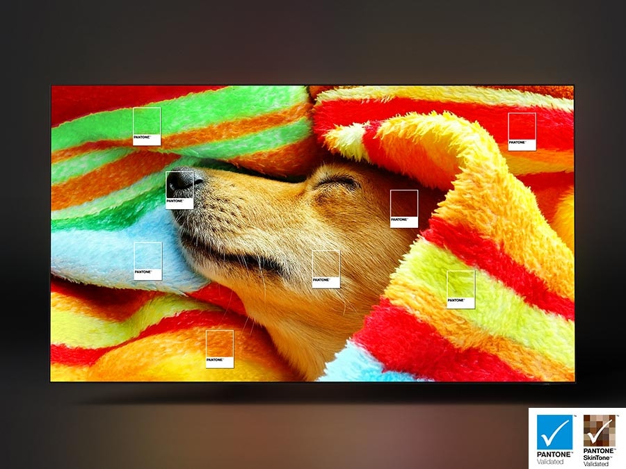 Một chú chó quấn tấm chăn đầy màu sắc được hiển thị.